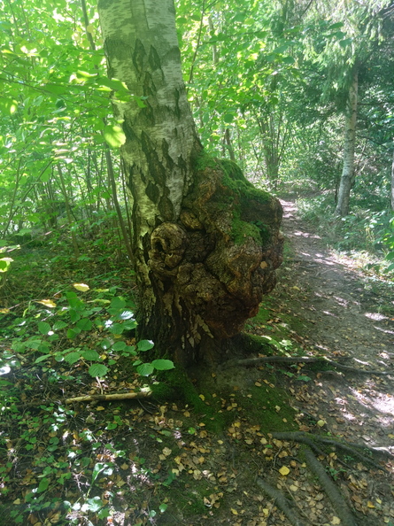 DSC_0084.jpg